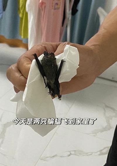 蝙蝠进屋代表什么 水培文竹